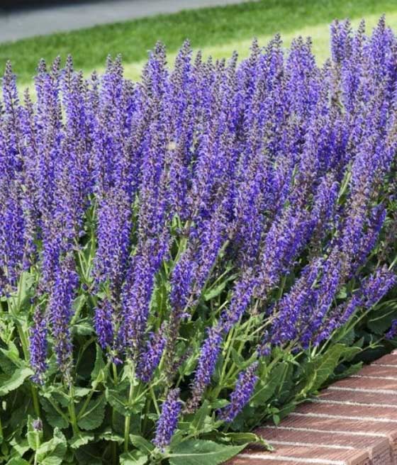 Szałwia Omszona Mainacht w donicy