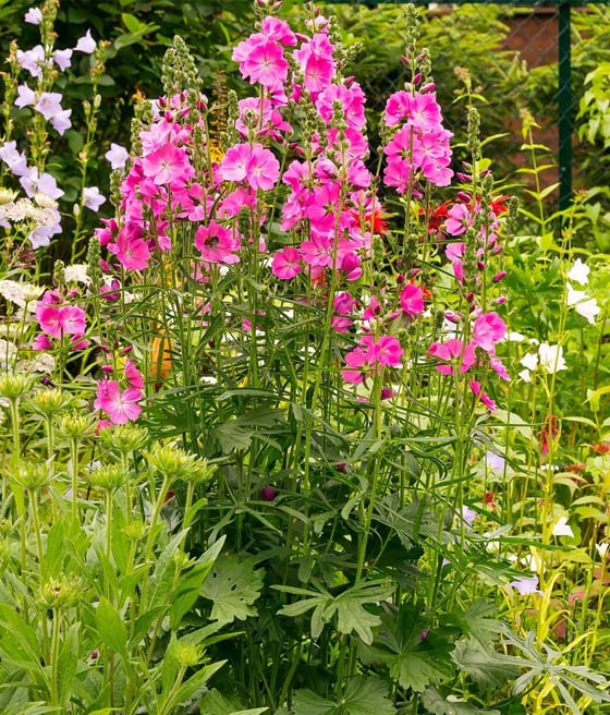 Ślazownik Candy Girl w donicy