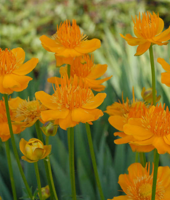 Pełnik Chiński Golden Queen w donicy