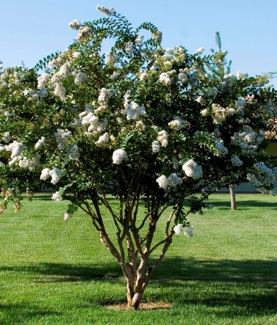 Lagerstroemia Acoma w donicy