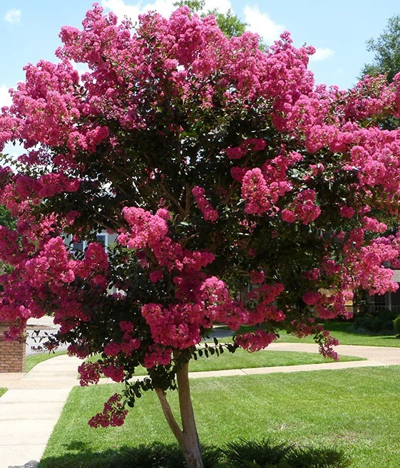 Lagerstroemia Tuscarora w donicy