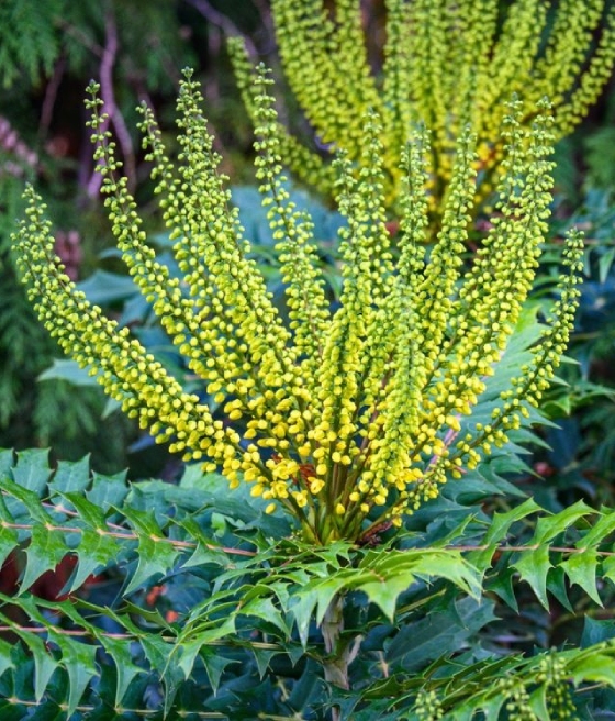Mahonia Pośrednia Winter Sun w donicy