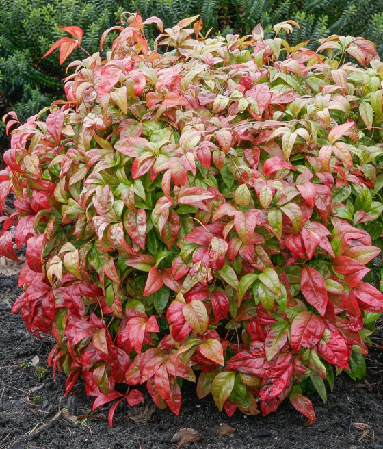 Nandina Domestica Firepower w donicy