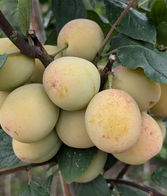 Mirabelka Bellamira