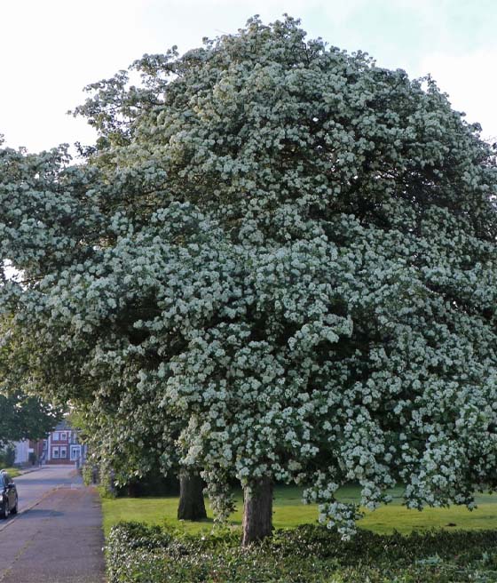 Głóg Jednoszyjkowy w donicy