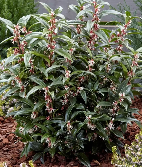 Sarcococca Humilis Winter Gem w donicy