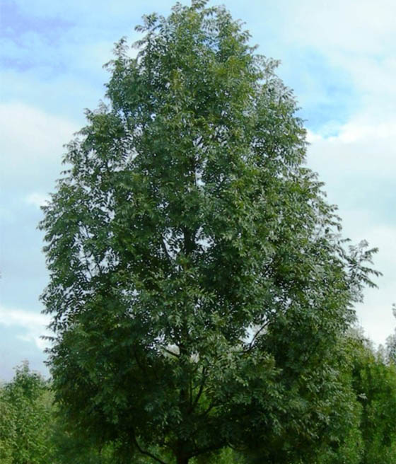 Jesion Wyniosły w donicy