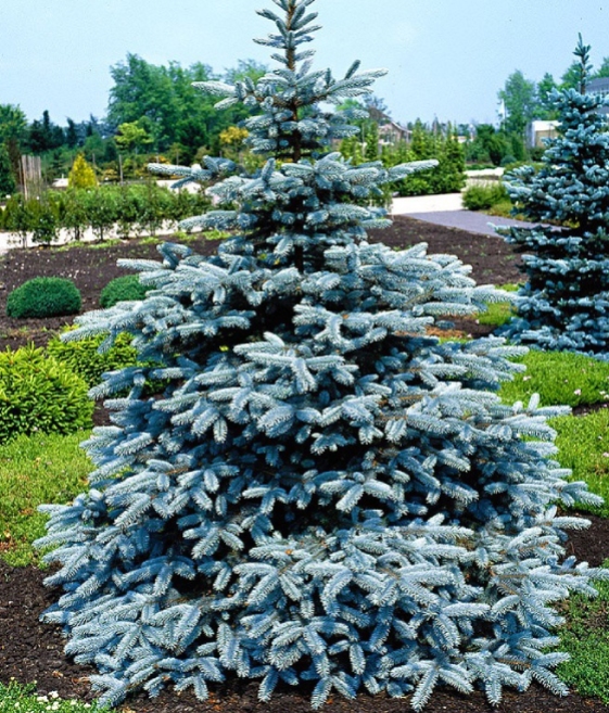 Świerk Kłujący Super Blue Seedling w donicy