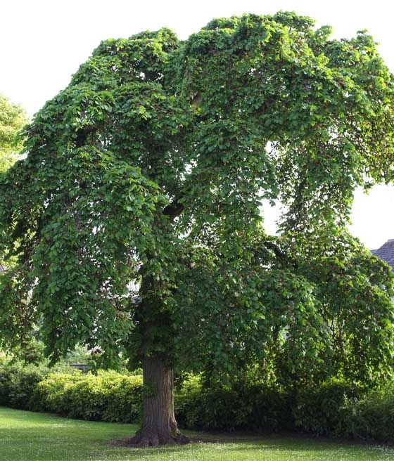 Wiąz Górski w donicy