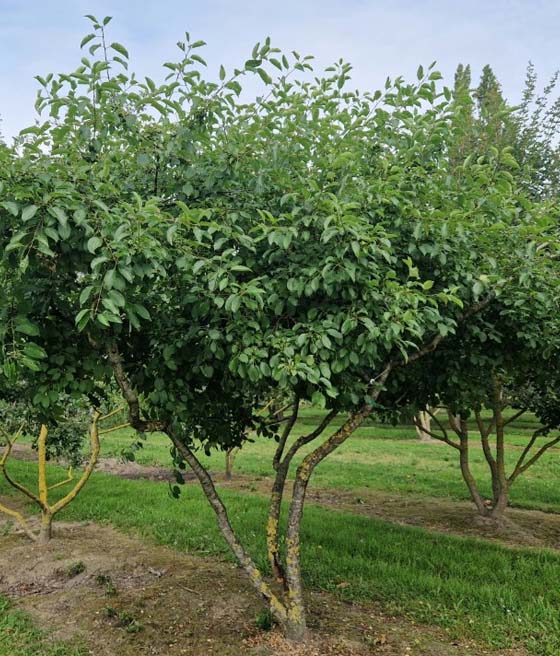 Szakłak Pospolity w donicy