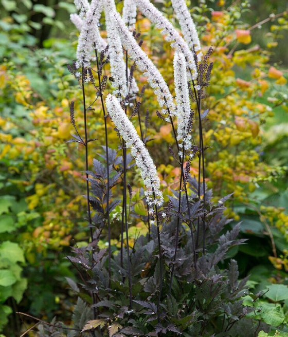 Świecznica Gałęzista Chocoholic w donicy
