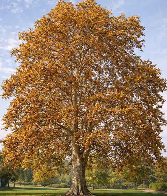 Platan Klonolistny El Gordo w donicy