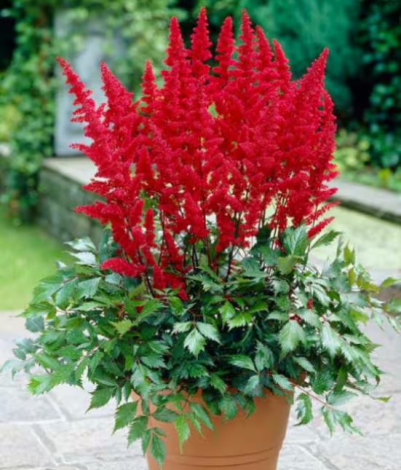 Tawułka Arendsa Fanal w donicy