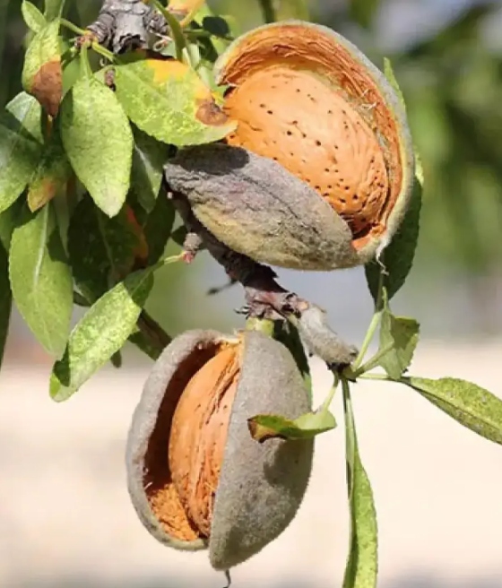 Migdałowiec Jadalny Avijor