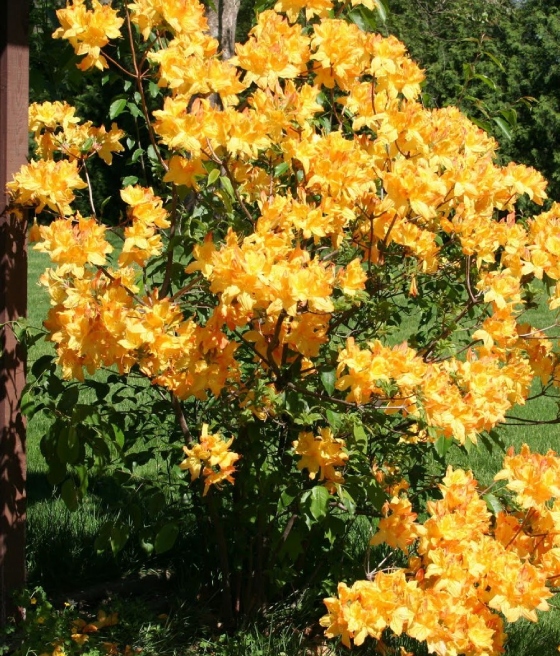 AZALIA WIELKOKWIATOWA GOLDEN LIGHTS