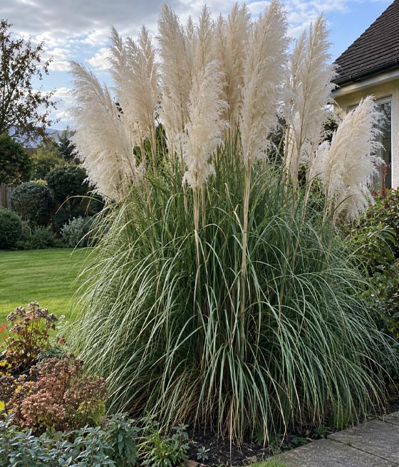 TRAWA PAMPASOWA WHITE FEATHER W DONICY