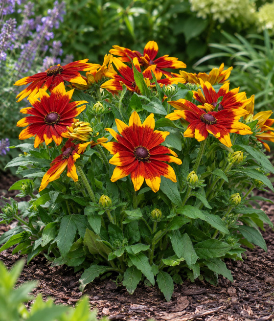 Rudbekia Sunbeckia® Mia w donicy