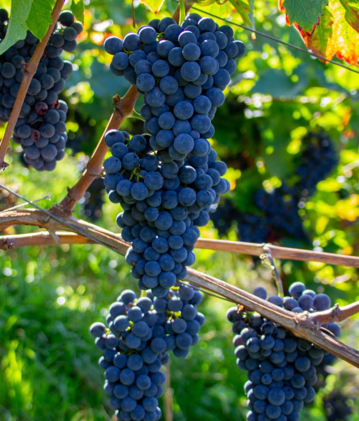 Winorośl Cabernet Cortis