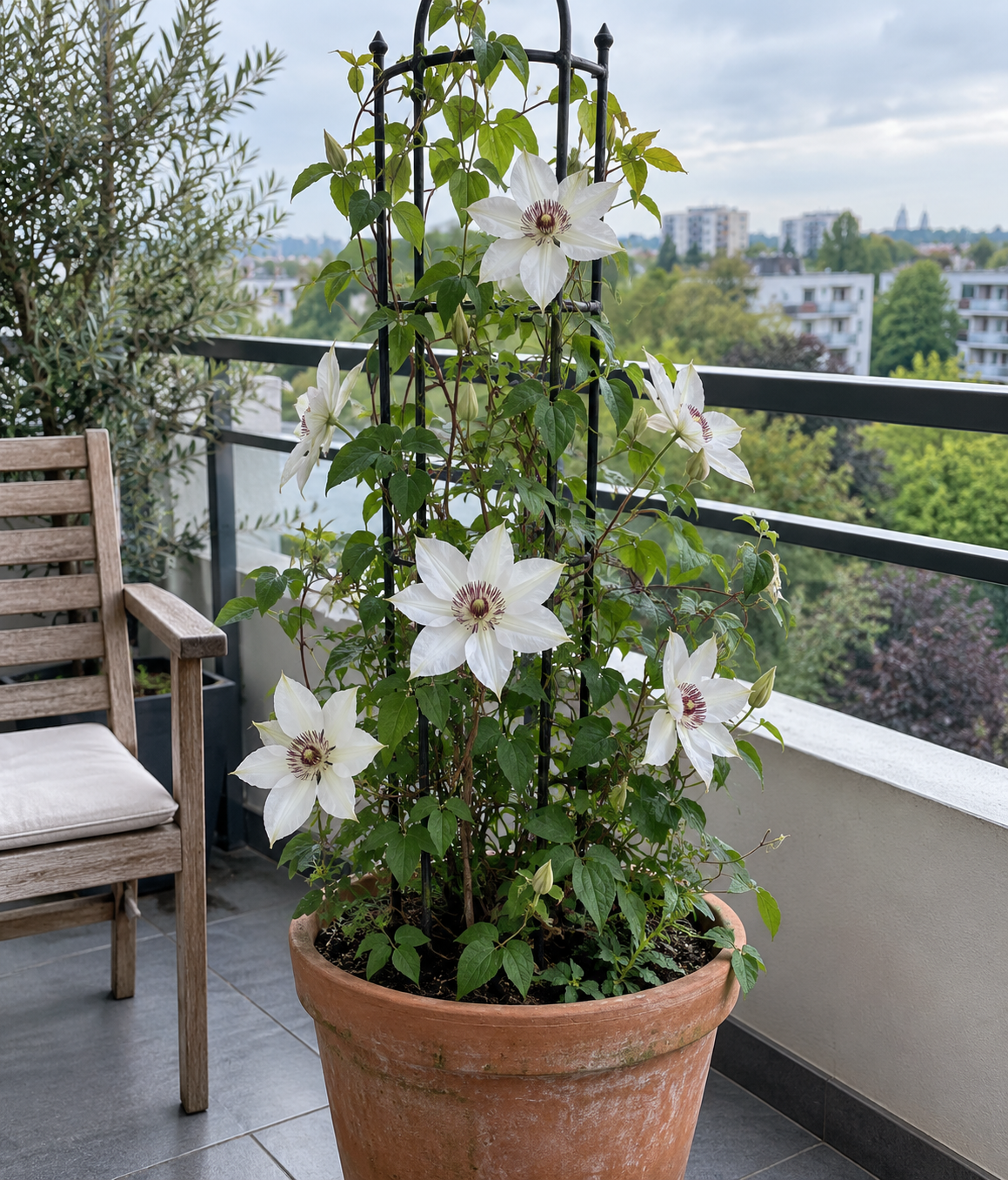 CLEMATIS (POWOJNIK) MISS BATEMAN W DONICY