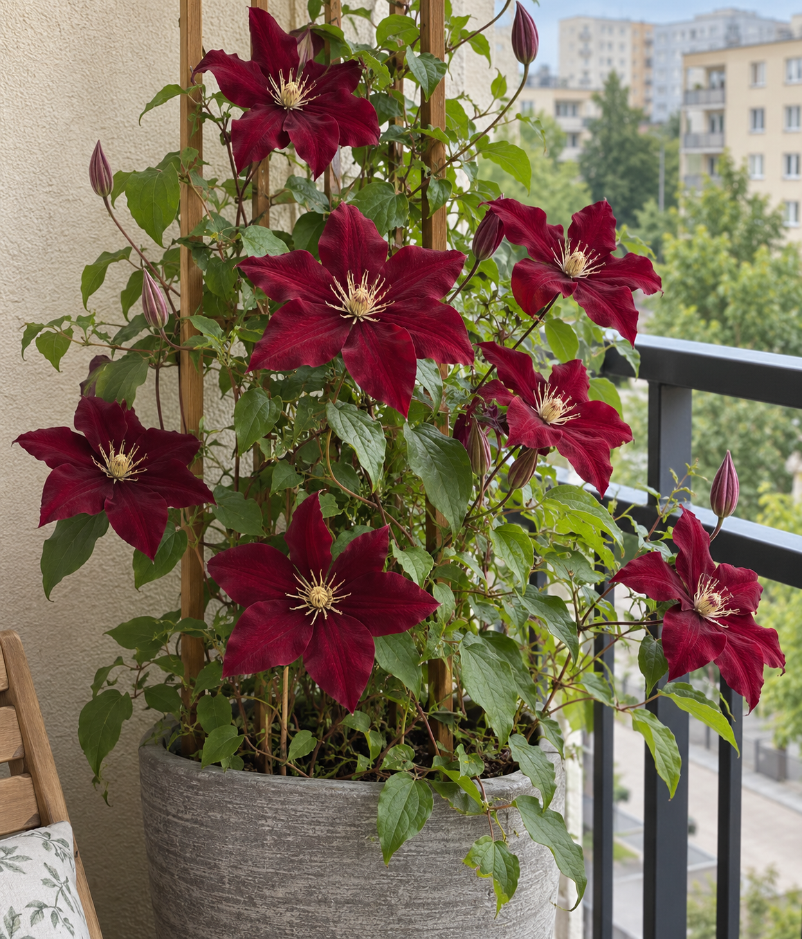 CLEMATIS (POWOJNIK) ROUGE CARDINAL