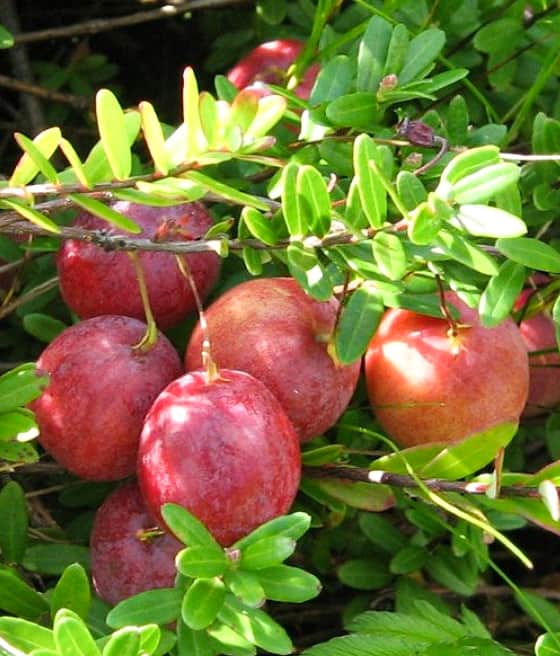 ŻURAWINA WIELKOOWOCOWA HOWES