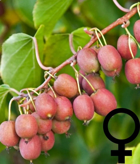 'ANANASNAJA' AKTINIDIA OSTROLISTNA ŻEŃSKA (Mini Kiwi) W DONICY