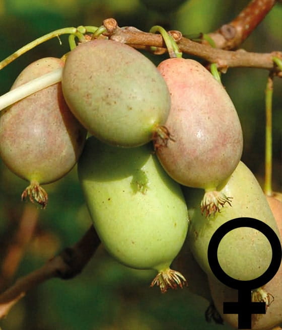'LUCY' AKTINIDIA OSTROLISTNA ŻEŃSKA (Mini Kiwi) W DONICY