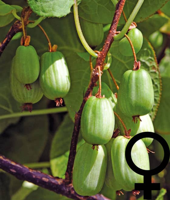 'SENTYABRASKAYA' AKTINIDIA OSTROLISTNA ŻEŃSKA (Mini Kiwi) W DONICY