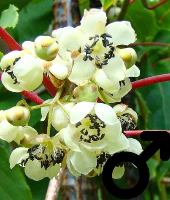 'WEIKI' AKTINIDIA OSTROLISTNA ZAPYLACZ (Mini Kiwi) W DONICY