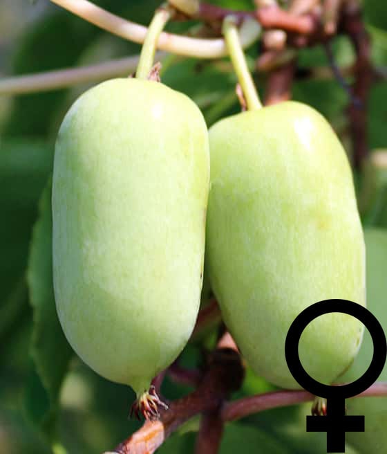 'JUMBO' AKTINIDIA OSTROLISTNA ŻEŃSKA (Mini Kiwi) W DONICY