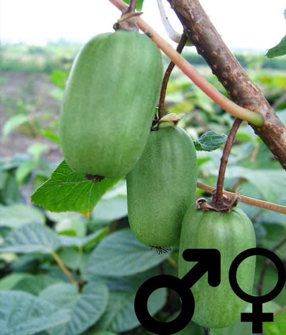 'ISSAI' AKTINIDIA ARGUTA OSTROLISTNA (Mini Kiwi) W DONICY