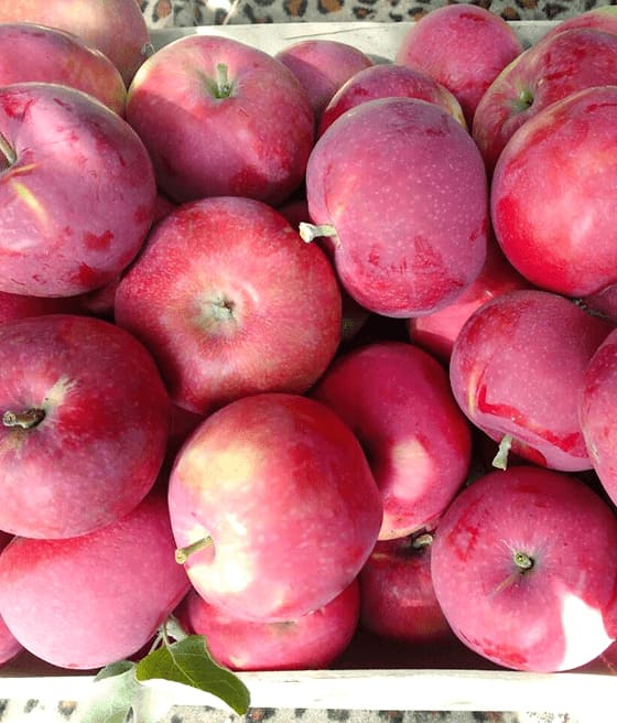 JABŁOŃ EARLY GENEVA