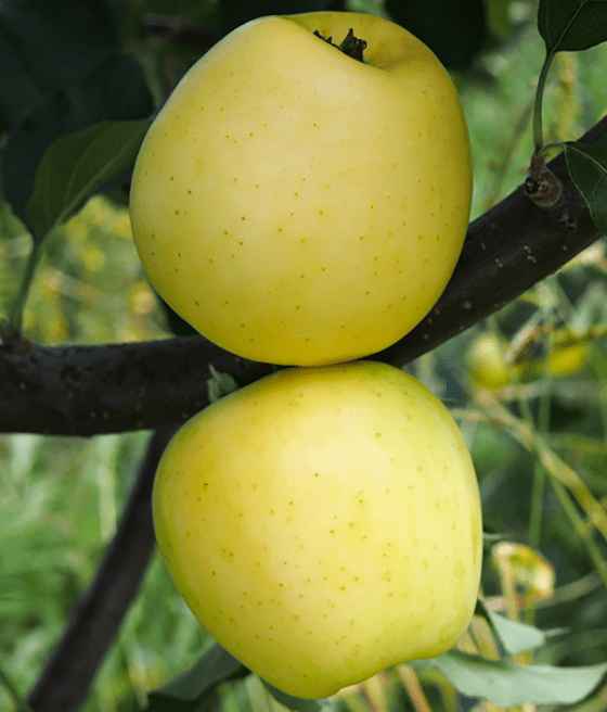 JABŁOŃ ANANAS BERŻENICKI