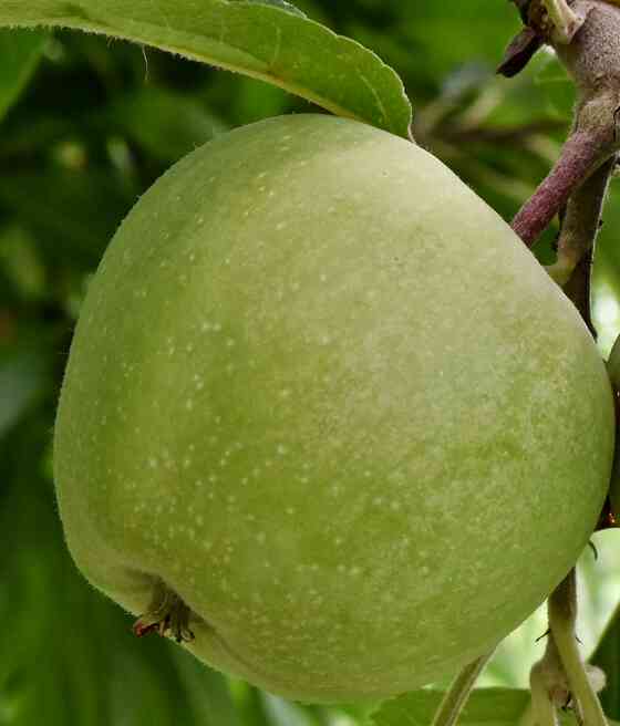 JABŁOŃ ZIMNIEJE LIMONNOJE