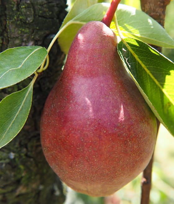 GRUSZA FAWORYTKA (Klapsa)