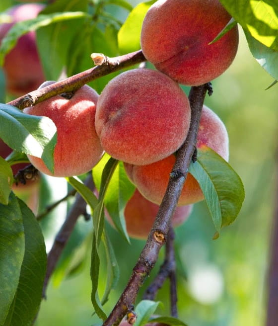 BRZOSKWINIA MAYCREST