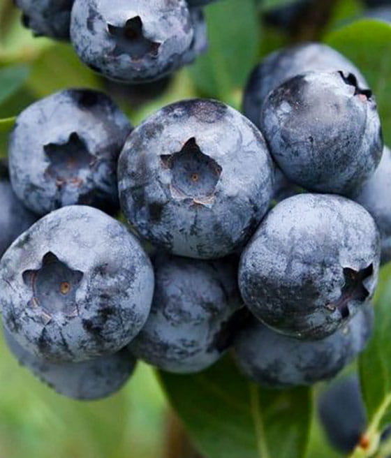 BORÓWKA AMERYKAŃSKA PATRIOT