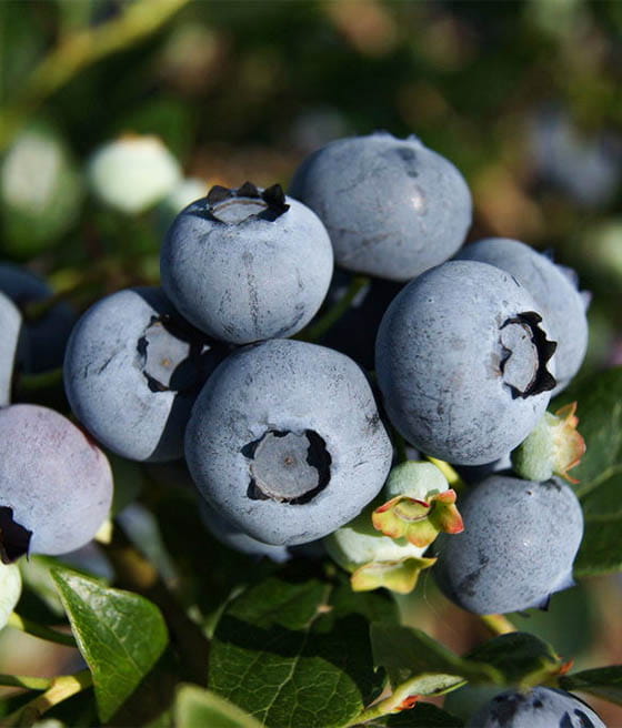 BORÓWKA AMERYKAŃSKA SPARTAN