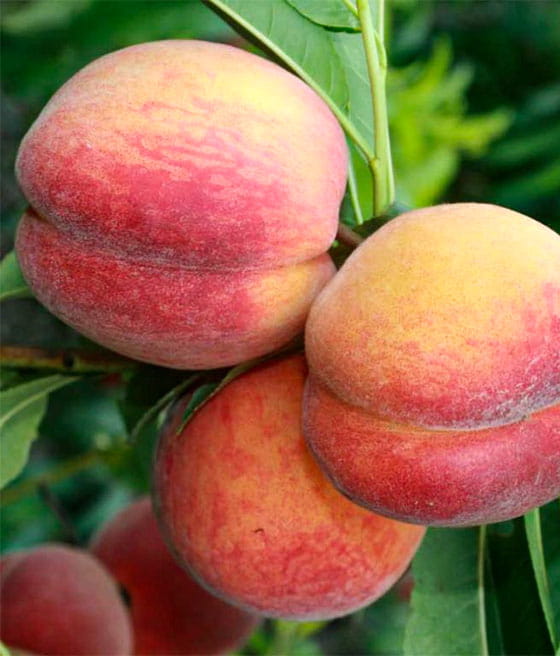 BRZOSKWINIA ROYALVEE