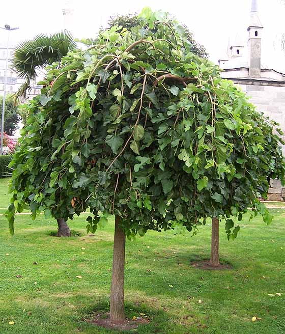 MORWA CZARNA(szczepiona) PENDULA NA PNIU