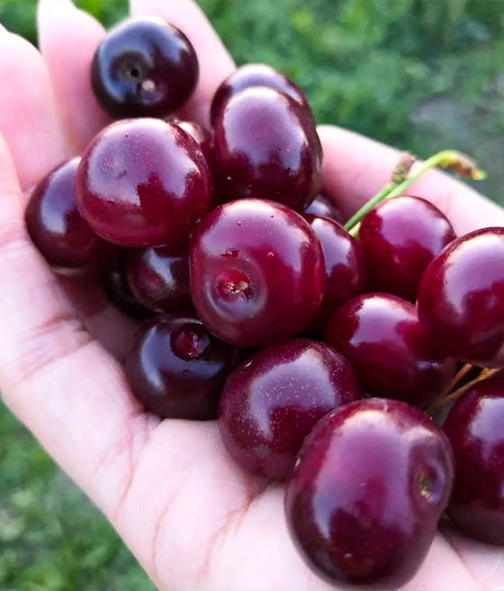 WIŚNIA DEBRECENI BOTERMO