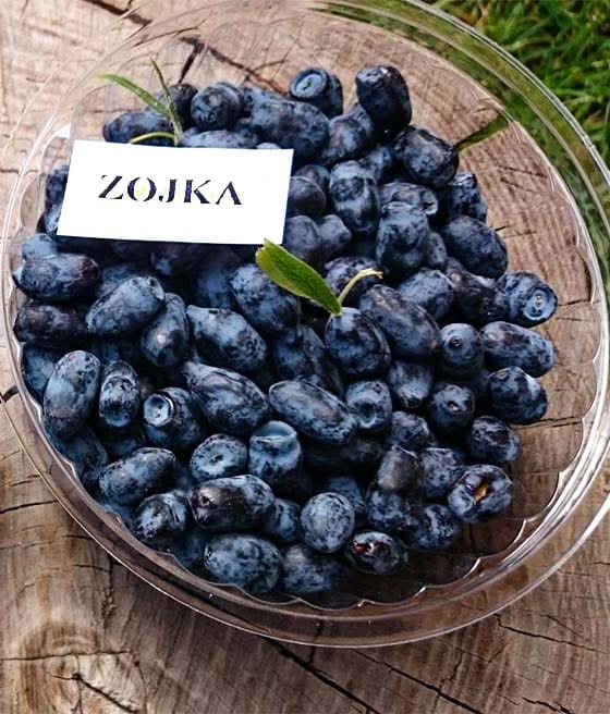 JAGODA KAMCZACKA ZOJKA