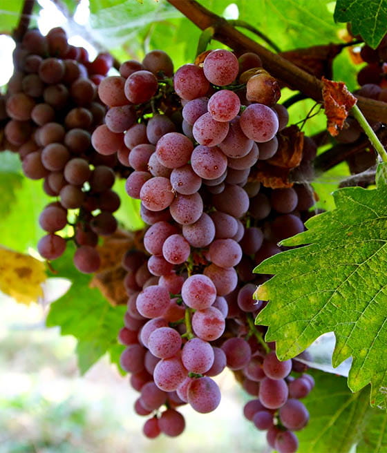 WINOROŚL SWENSON RED