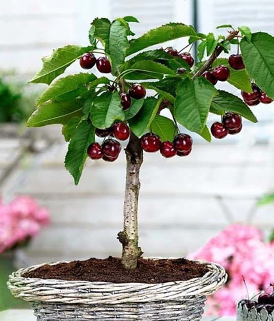 MINI CZEREŚNIA GARDEN BING®