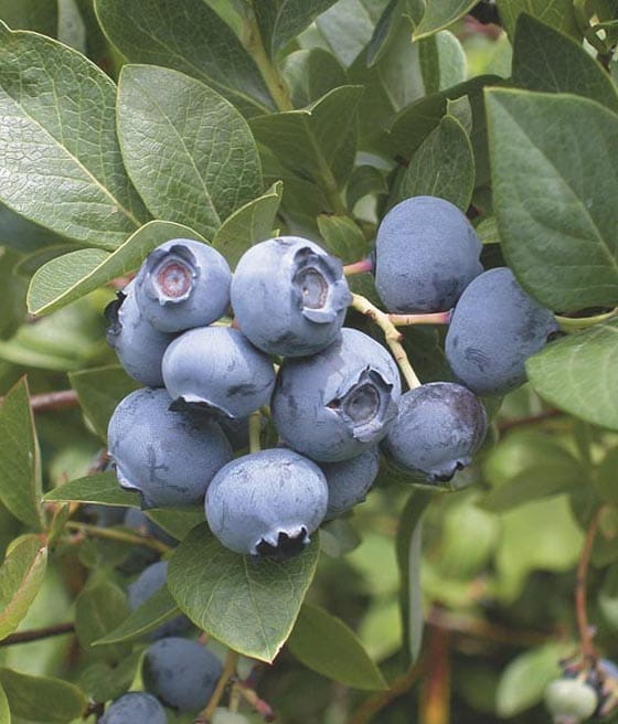 BORÓWKA AMERYKAŃSKA REKA