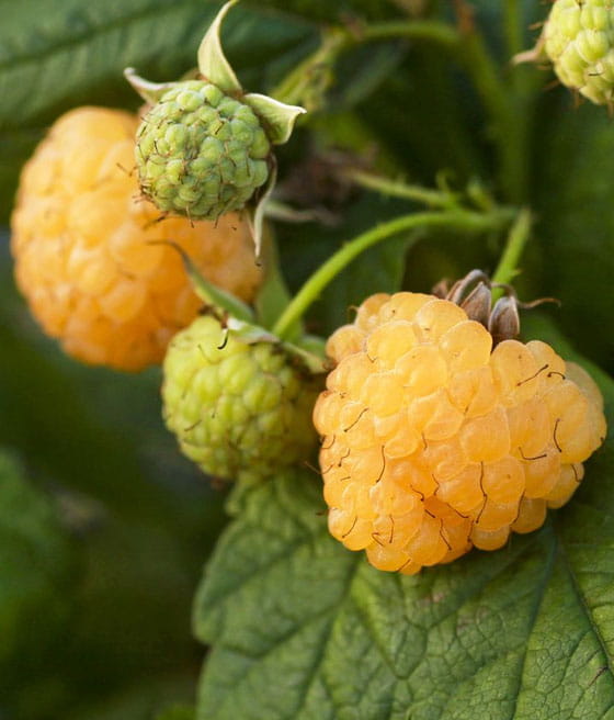 MALINA ŻÓŁTA GOLDEN EVEREST W DONICY