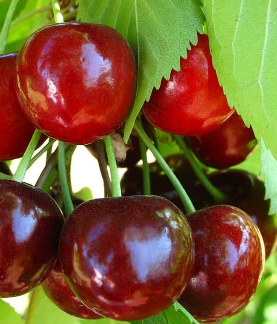 CZEREŚNIA UKRAIŃSKA ANNUSZKA