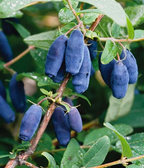 JAGODA KAMCZACKA KARINA