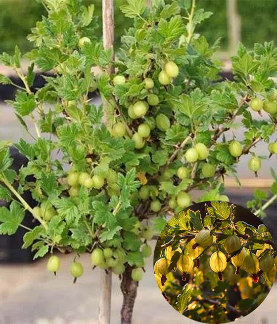 AGREST ŻÓŁTY INVICTA NA PNIU