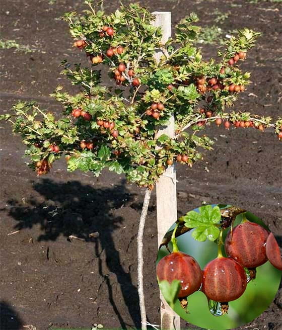 AGREST CZERWONY HINNONMAKI ROT NA PNIU